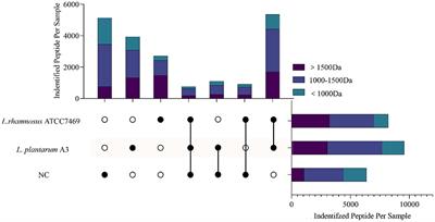 Identification and virtual screening of novel anti-inflammatory peptides from broccoli fermented by Lactobacillus strains